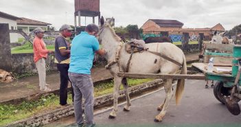 É coletados amostras de sangue de cavalos, burros e éguas para preveni e controla anemia infecciosa equina